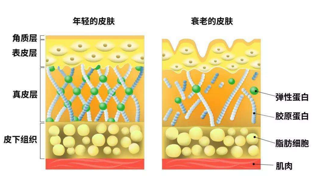 63490bc57e533.png 皮膚衰老對比.png